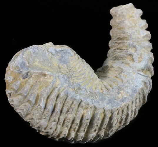 Cretaceous Fossil Oyster (Rastellum) - Madagascar #54446